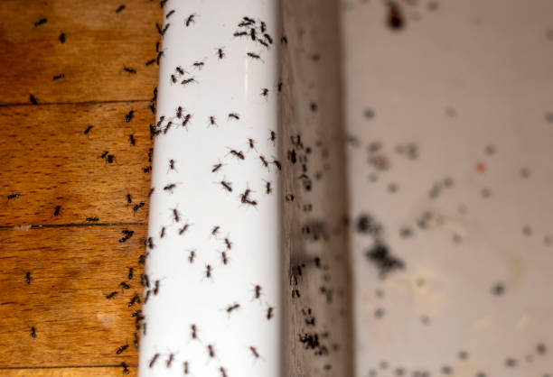 Best Ant Control Services  in Kings Beach, CA